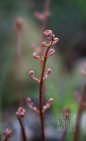 YOUNG_RED_FERN_FROND