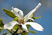 MAGNOLIA STELLATA, MAGNOLIA