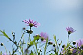 BRACHYCOME IBERIDIFOLIA, DAISY