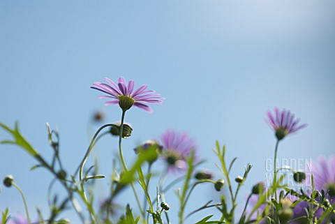 BRACHYCOME_IBERIDIFOLIA_DAISY