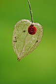 PHYSALIS, CHINESE LANTERN, CAPE GOOSEBERRY