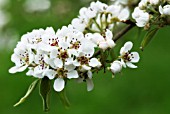 PYRUS COMMUNIS ‘ROBIN’, PEAR