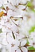 PRUNUS, CHERRY