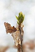 QUERCUS, OAK