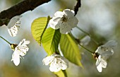 PRUNUS AVIUM, CHERRY - WILD CHERRY