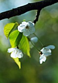 PRUNUS AVIUM, CHERRY - WILD CHERRY