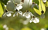 PRUNUS AVIUM, CHERRY - WILD CHERRY