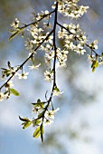 PRUNUS SPINOSA, SLOE