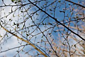 CORYLUS AVELLANA, HAZEL, COB-NUT