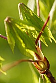 AESCULUS HIPPOCASTANUM, HORSE CHESTNUT