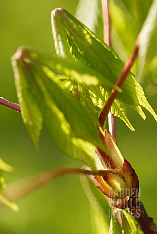 AESCULUS_HIPPOCASTANUM_HORSE_CHESTNUT