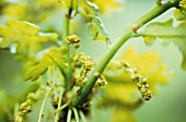 QUERCUS ROBUR, OAK