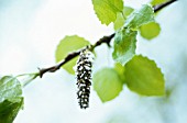 POPULUS TREMULA, ASPEN