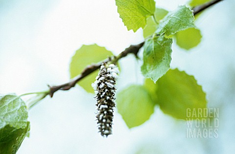 POPULUS_TREMULA_ASPEN