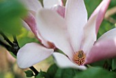 MAGNOLIA SOULANGEANA, MAGNOLIA