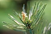 PINUS SYLVESTRIS, PINE - SCOTS PINE