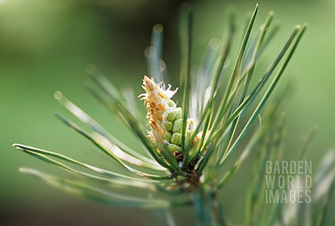 PINUS_SYLVESTRIS_PINE__SCOTS_PINE