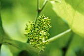 VITIS VINIFERA, GRAPE