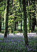 HYACINTHOIDES, BLUEBELL WOOD