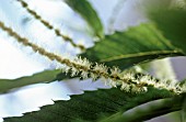 CASTANEA SATIVA, CHESTNUT - SWEET CHESNUT