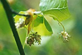 FAGUS SYLVATICA, BEECH