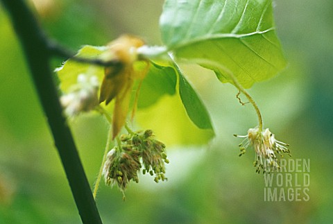 FAGUS_SYLVATICA_BEECH