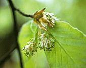 FAGUS SYLVATICA, BEECH