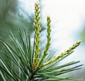 PICEA, PINE, FIR, SPRUCE