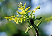 JUGLANS REGIA, WALNUT