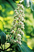 AESCULUS HIPPOCASTANUM, HORSE CHESTNUT