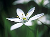 ORNITHOGALUM, STAR-OF-BETHLEHEM