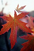 LIQUIDAMBAR STYRACIFLUA, SWEET GUM