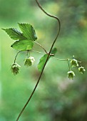 HUMULUS LUPULUS, HOP