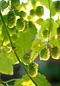 HUMULUS LUPULUS, HOP