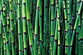 EQUISETUM FLUVIATILE, HORSETAIL - WATER HORSETAIL