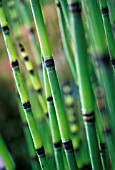 EQUISETUM FLUVIATILE, HORSETAIL - WATER HORSETAIL