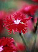 DIANTHUS, PINK