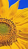 HELIANTHUS ANNUS, SUNFLOWER