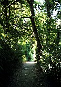 FOREST PATHWAY