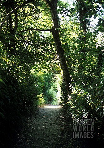 FOREST_PATHWAY