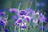 CENTAUREA CYANUS, CORNFLOWER