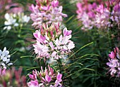 CLEOME HASSLERIANA, SPIDER FLOWER, CLEOME