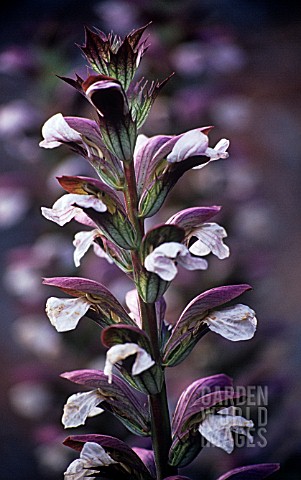 ACANTHUS_SPINOSUS_BEARS_BREECHES