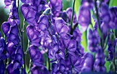 ACONITUM, MONKSHOOD