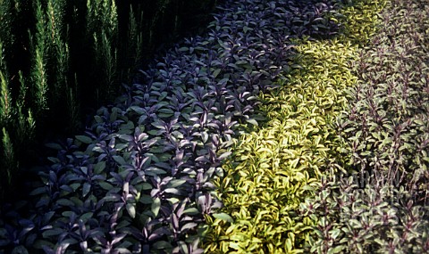 SALVIA_OFFICINALIS_PURPURASCENS_SAGE__PURPLE_SAGE