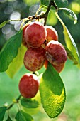 PRUNUS DOMESTICA VICTORIA, PLUM