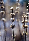 STACHYS BYZANTINA, LAMBS EARS