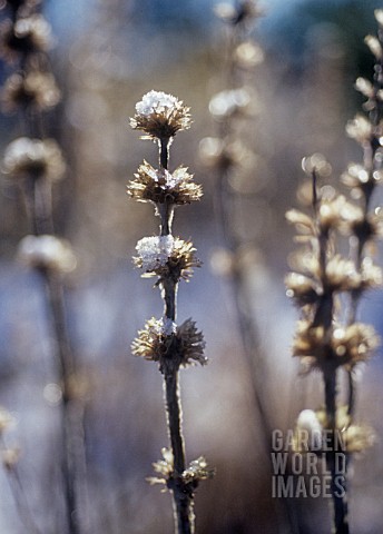 STACHYS_BYZANTINA_LAMBS_EARS