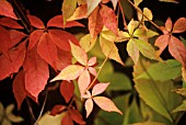 PARTHENOCISSUS TRICUSPIDATA, BOSTON IVY