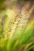 PENNISETUM ALOPECUROIDES, FOUNTAIN GRASS